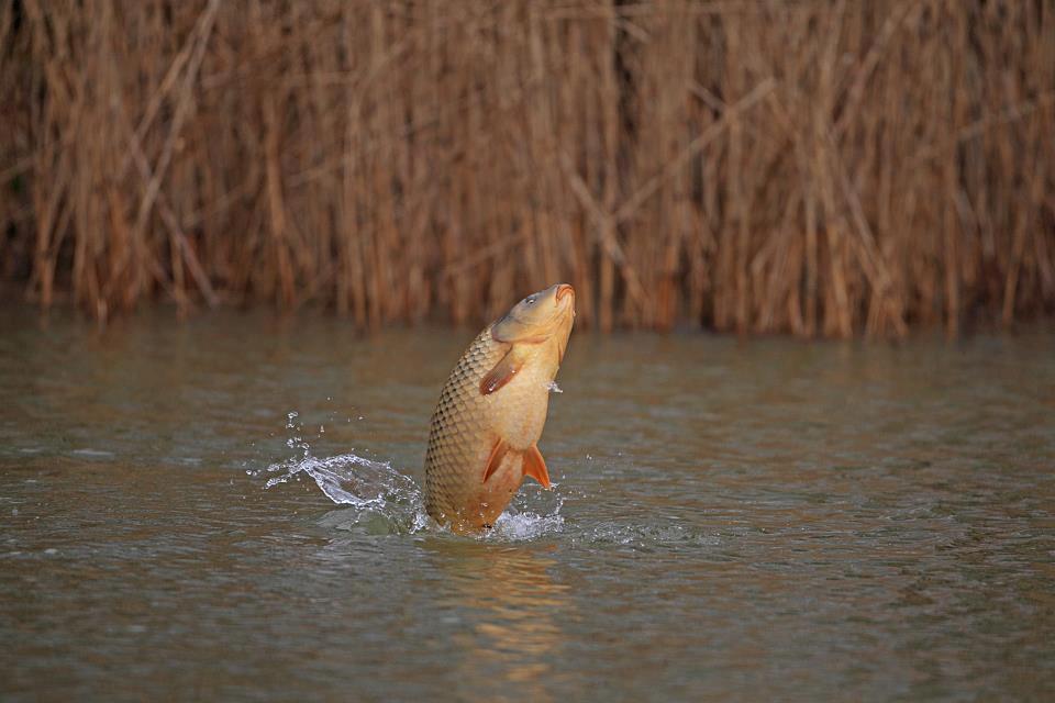 Diverse pescuit - 482555133132270198805193586569n.jpg